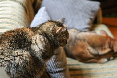 İki tekir kedi yerde yatıyor.