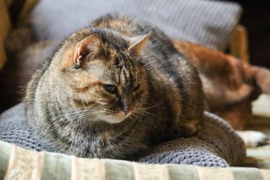 Bir kedinin portresi