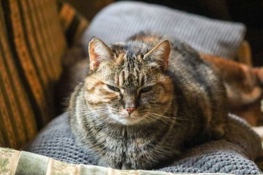 Kedi kanepede uyuyor.