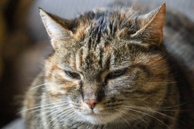 Bir kedinin kanepede, bir kedinin yakın planda çekilmiş fotoğrafı.