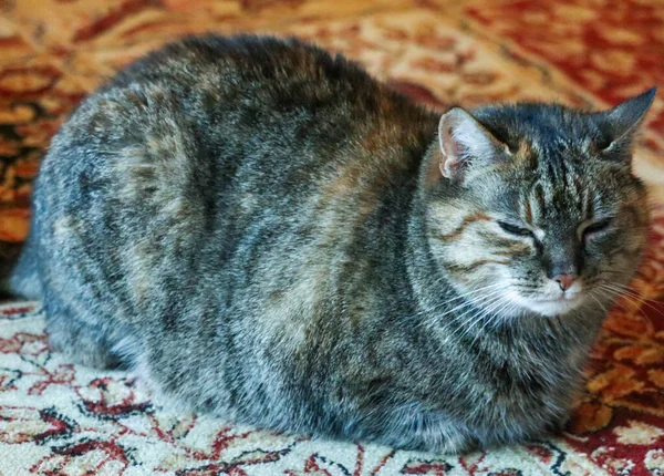 Kedi yerde yatıyor.