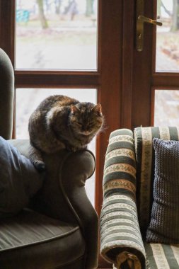 Kedi yerde oturuyor.