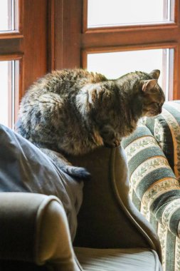 koltukta oturan kedi