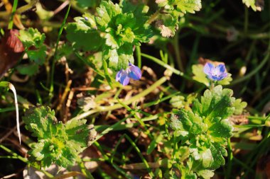 Yeşil arka planda mavi çiçekler