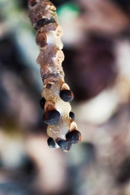 Bir mantara yaklaş.