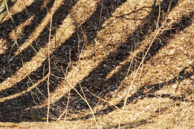 Bahar Orman ağaçları ile