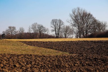Genç ağaçlı tarla