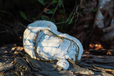 Ormandaki ağaçtaki beyaz ve siyah mantarlar.