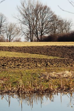 kuru çimen ve mavi gökyüzü
