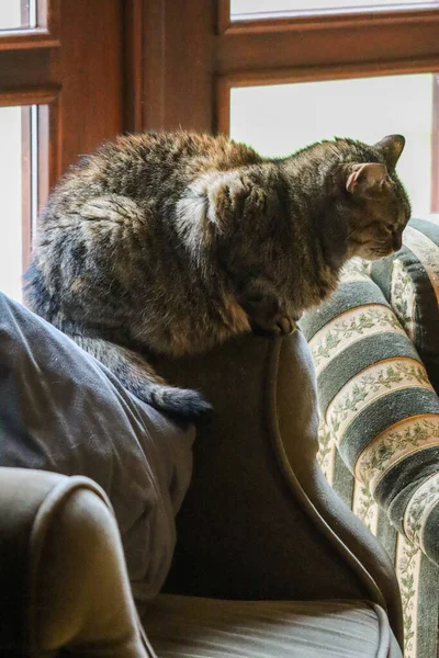 Kanepede yatan bir kedi.