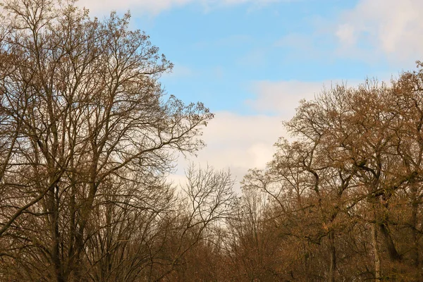 Ormandaki ağaç, doğa ve bitki örtüsü