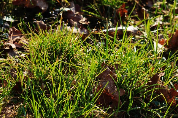 Yeşil yosun zeminde