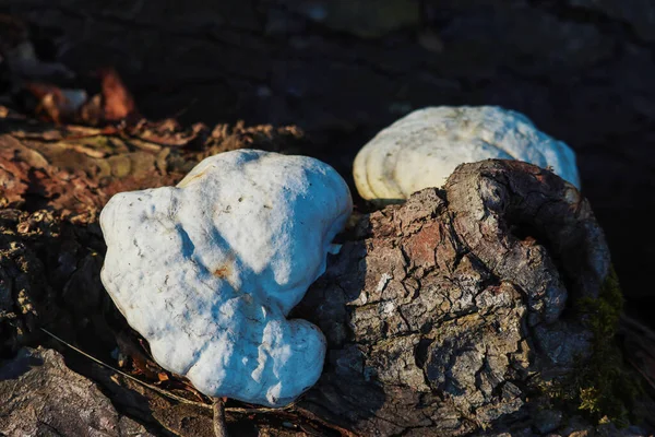 Ağaçtaki beyaz mantarlar. Ormandaki ağaçtaki beyaz mantarlar.