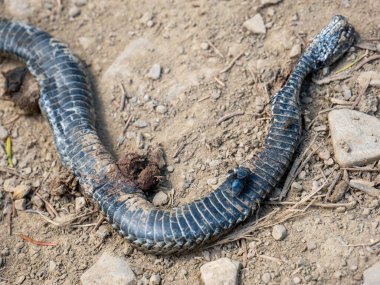 Yerde bir yılana yakın çekim.