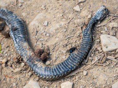 Yılan yerde, yaklaşın.