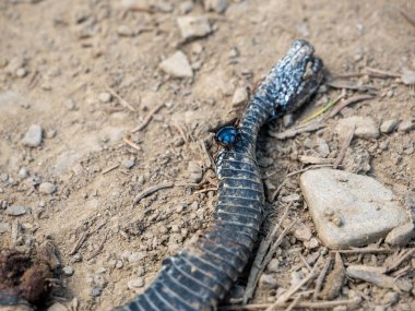 Yılan vahşi doğada