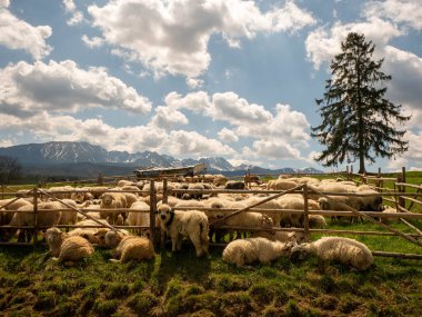 Dağlarda koyun çiftlikte koyun