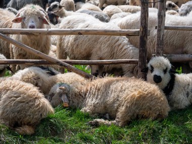 flock of sheep in a farm