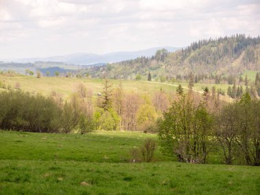 green meadow with trees view of tatra mountains from the top of the zakopane, poland.