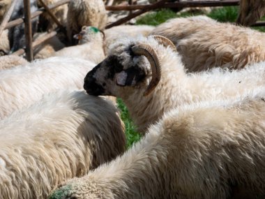 close - up of the sheep view of tatra mountains from the top of the Zakopane, Poland.