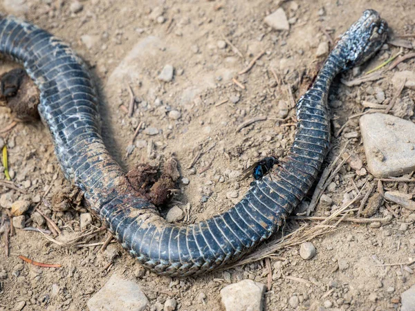 Kumda bir yılana yakın.