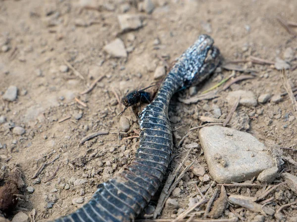 Ormandaki bir kayanın üzerindeki yılana yaklaş..