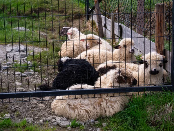 Çiftlikteki koyunlar