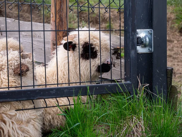 sheep in the cage view of tatra mountains from the top of the zakopane, poland.