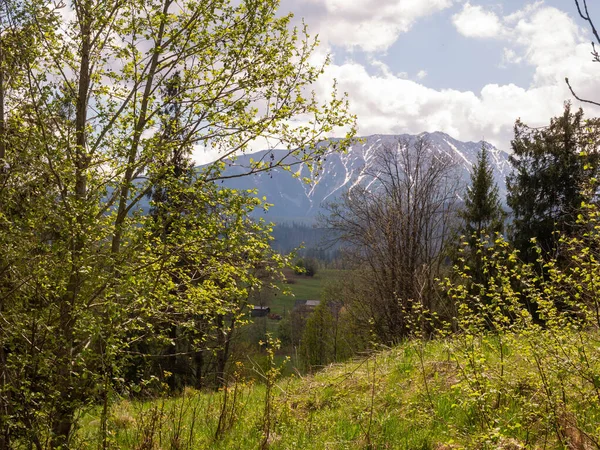 beautiful mountain landscape with a tree view of tatra mountains from the top of the zakopane, Poland.