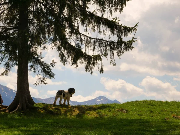dog in the mountains.view of tatra mountains from the top of the Zakopane, Poland.