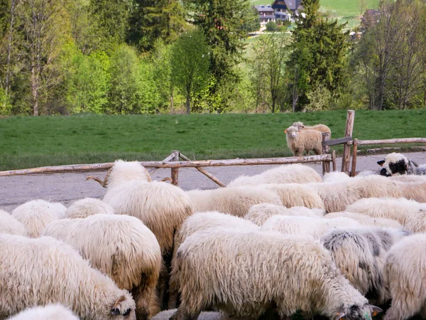 flock of sheep on a green meadow, Poland