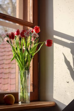 Laleler pencere eşiğinde çiçek açıyor.