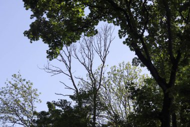 Ormandaki ağaç dalları, doğa fotoğrafları.