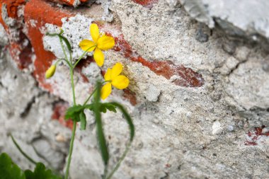Eski tuğla duvarda sarı çiçekler