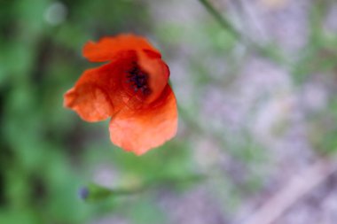 Yeşil çimlerin üzerinde kırmızı haşhaş çiçeği