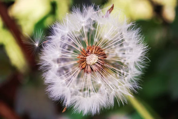 white fluffy dandelion flower on a green background.close - up view of a dandelion flower
