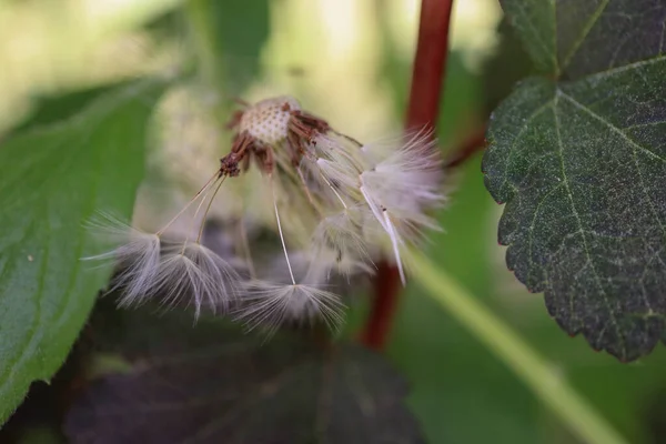 Beyaz bir çiçeğe yaklaş