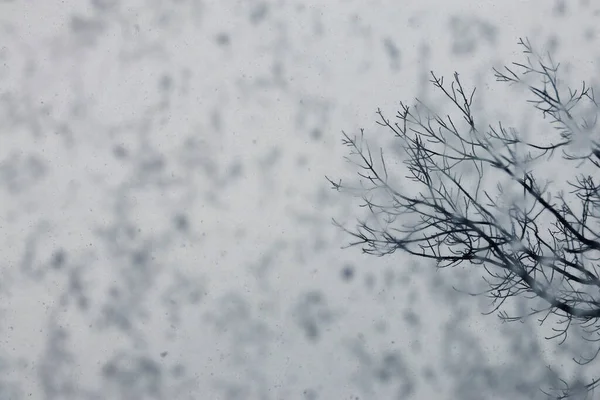 Ormandaki kış ağacı penceredeki buz kristalleri kar ve kar taneleri arkaplanda buz kristalleri olan kış penceresi camları.