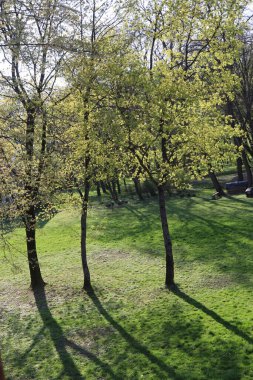 Doğanın güzel manzarası parktaki yeşil ağaçlar