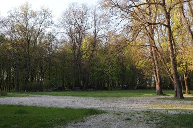 Parkta yeşil ağaçlar. Doğanın güzel manzarası. 