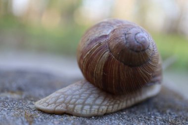Taşın üzerindeki salyangoz doğa salyangozu kavramı. Bahçedeki salyangoz salyangozuna yakın bir kayada salyangoz.