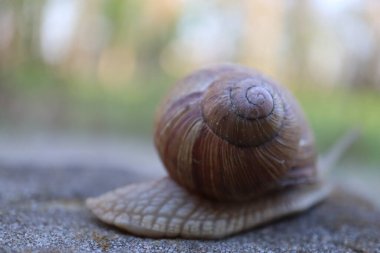 Taşın üzerindeki salyangoz doğa salyangozu kavramı. Bahçedeki salyangoz salyangozuna yakın bir kayada salyangoz.