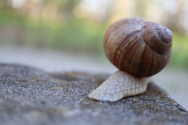Taşın üzerindeki salyangoz doğa salyangozu kavramı. Bahçedeki salyangoz salyangozuna yakın bir kayada salyangoz.