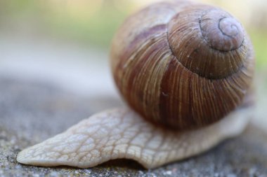 Taşın üzerindeki salyangoz doğa salyangozu kavramı. Bahçedeki salyangoz salyangozuna yakın bir kayada salyangoz.