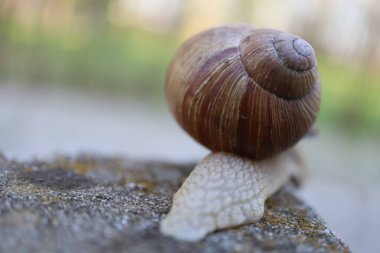Taşın üzerindeki salyangoz doğa salyangozu kavramı. Bahçedeki salyangoz salyangozuna yakın bir kayada salyangoz.