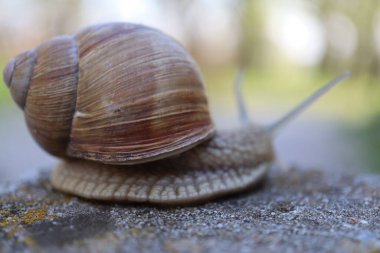 Taştaki salyangoz. Bahçedeki salyangoz salyangozuna yakın bir kayada salyangoz.