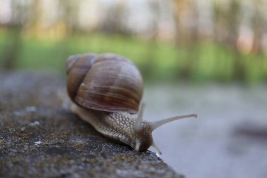 Taştaki salyangoz. Bahçedeki salyangoz salyangozuna yakın bir kayada salyangoz.
