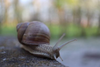 Taştaki salyangoz. Bahçedeki salyangoz salyangozuna yakın bir kayada salyangoz.