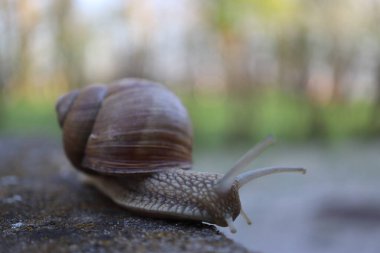 Taştaki salyangoz. Bahçedeki salyangoz salyangozuna yakın bir kayada salyangoz.