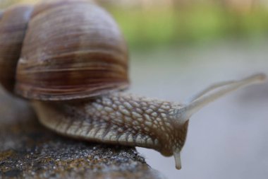 Taştaki salyangoz. Bahçedeki salyangoz salyangozuna yakın bir kayada salyangoz.